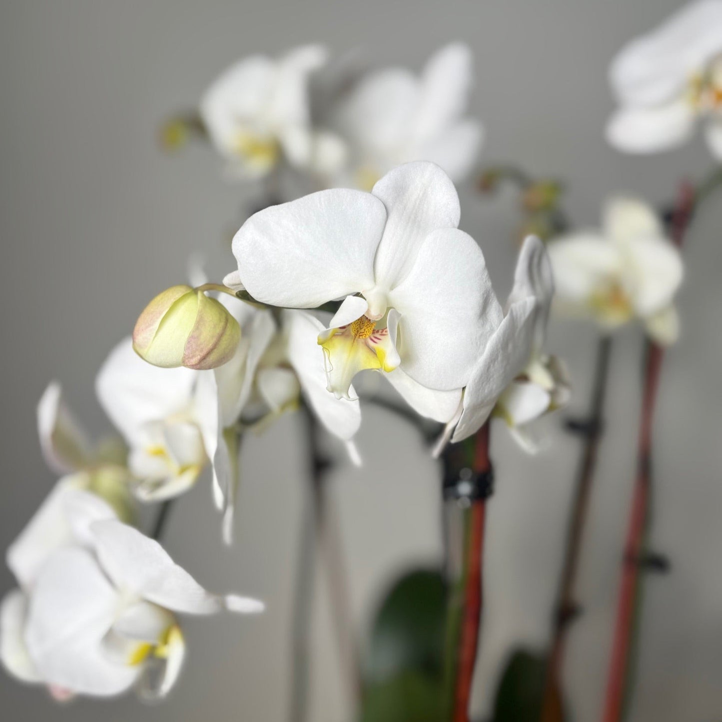 Classic Luxury Orchid