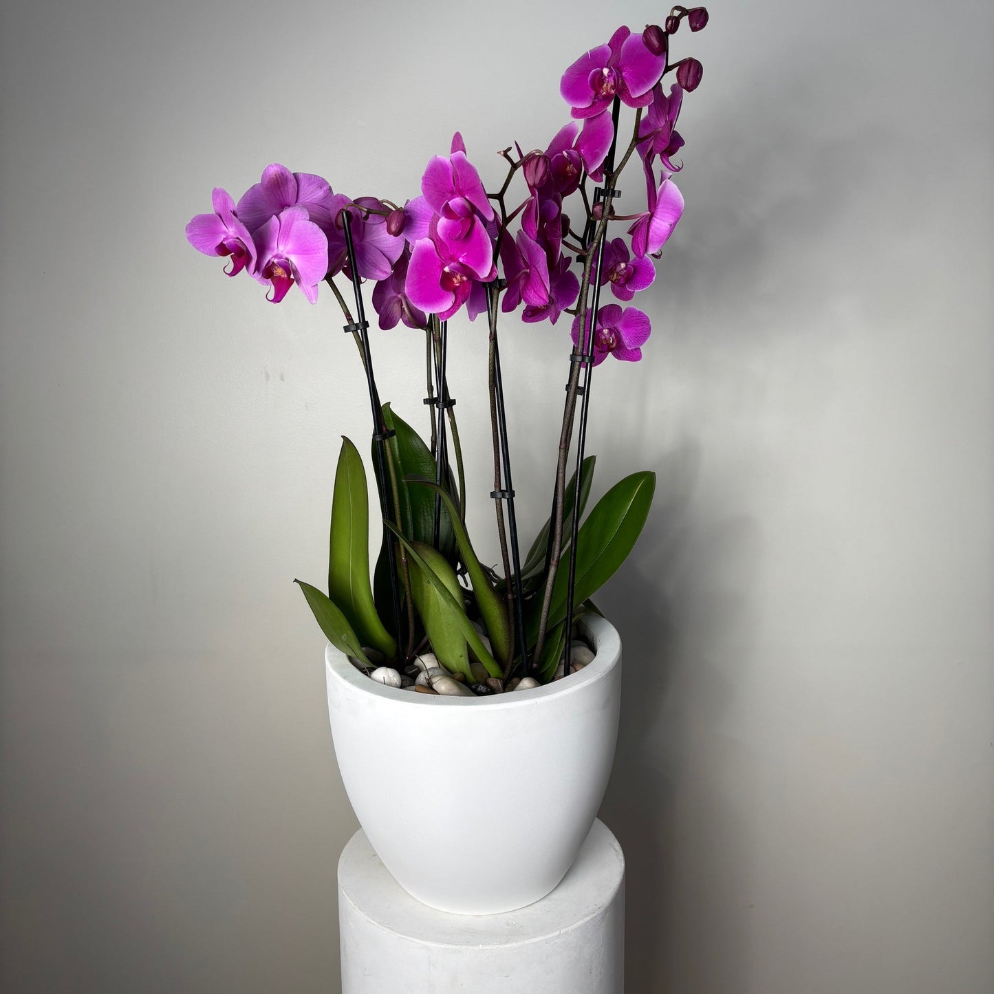 Purple orchids in a white cylindrical container against a neutral background