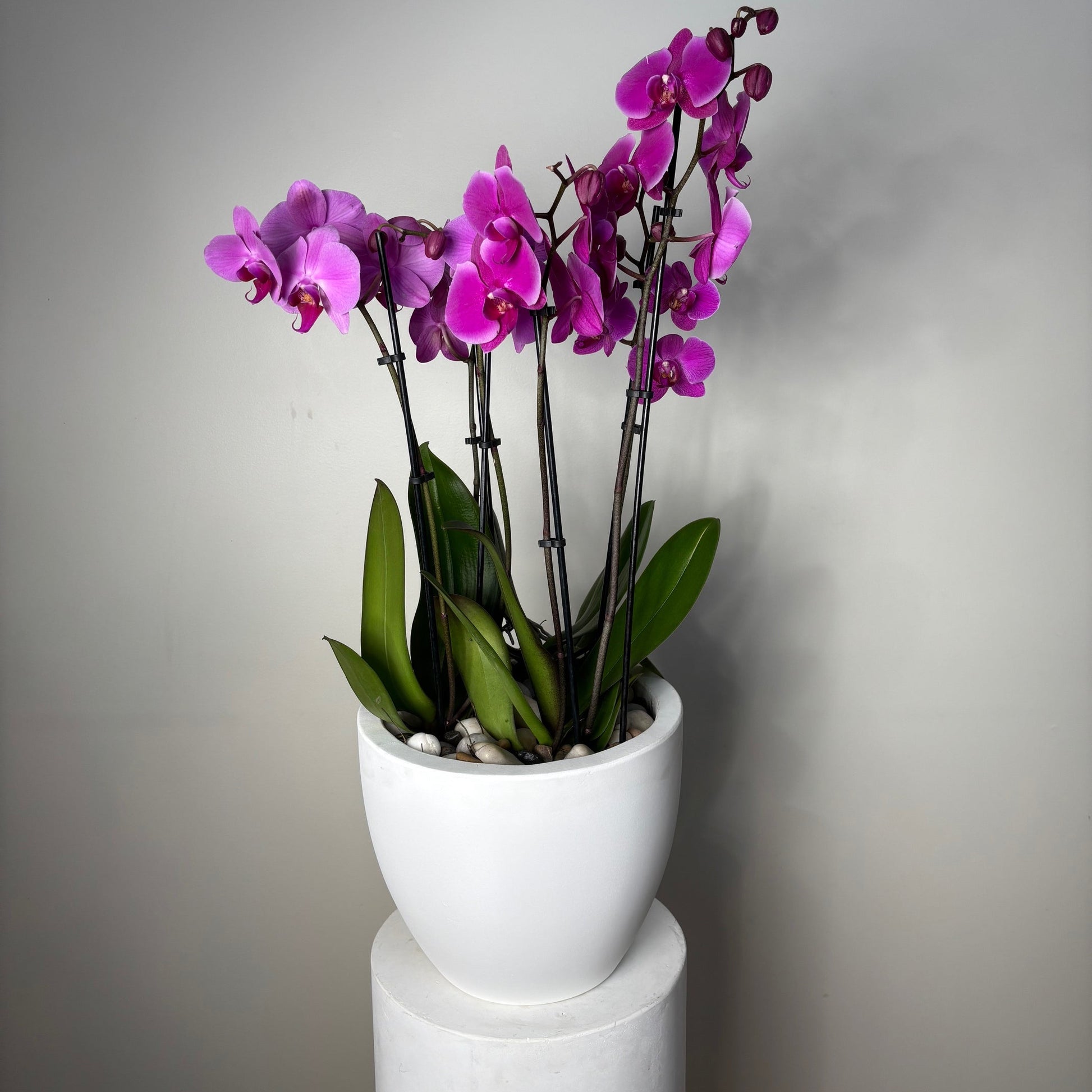 Purple orchids in a white cylindrical container against a neutral background